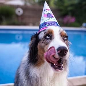 Meet your Posher, Dee